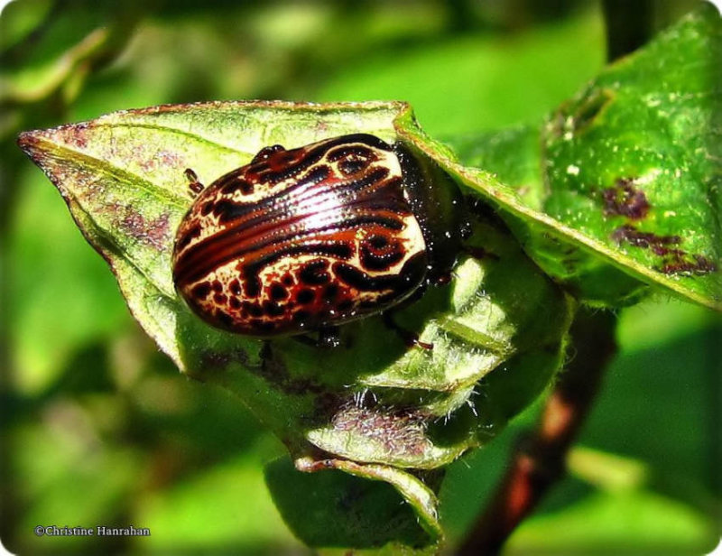 Russett alder leaf beetle (Calligrapha alni)