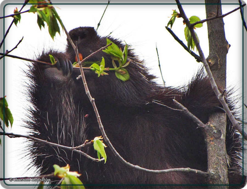 Snacking on fresh green leaves