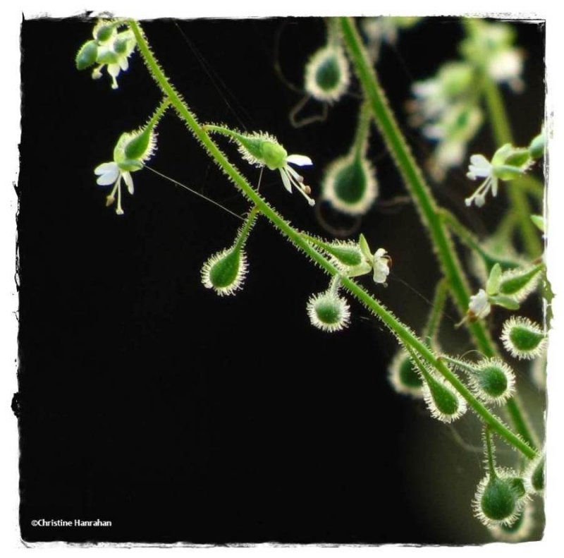 Enchanter's nightshade seeds (Circaea quadrisulcata)