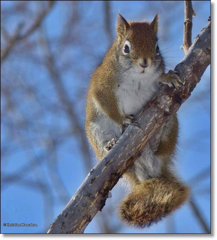 Red squirrel