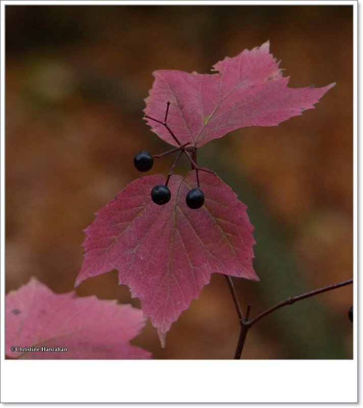 Maple-leaved viburnum (Viburnum acerifolium)
