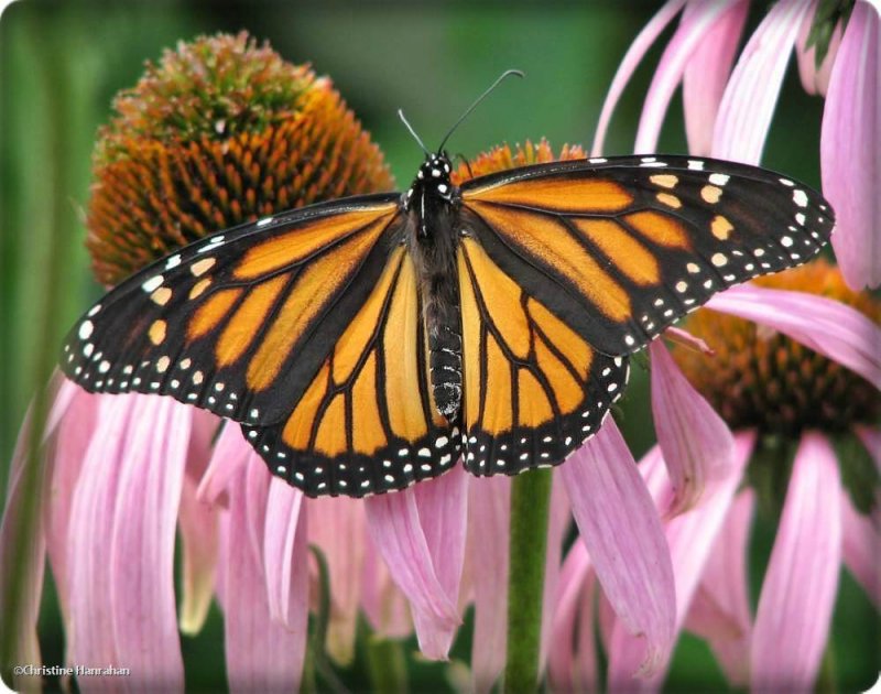 Monarch butterfly on coneflowers