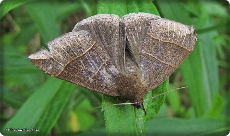 Maple looper moth (Parallelia bistriaris)  #8727