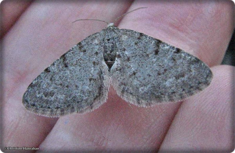 Powdered bigwing moth  (Lobophora nivigerata)  #7640