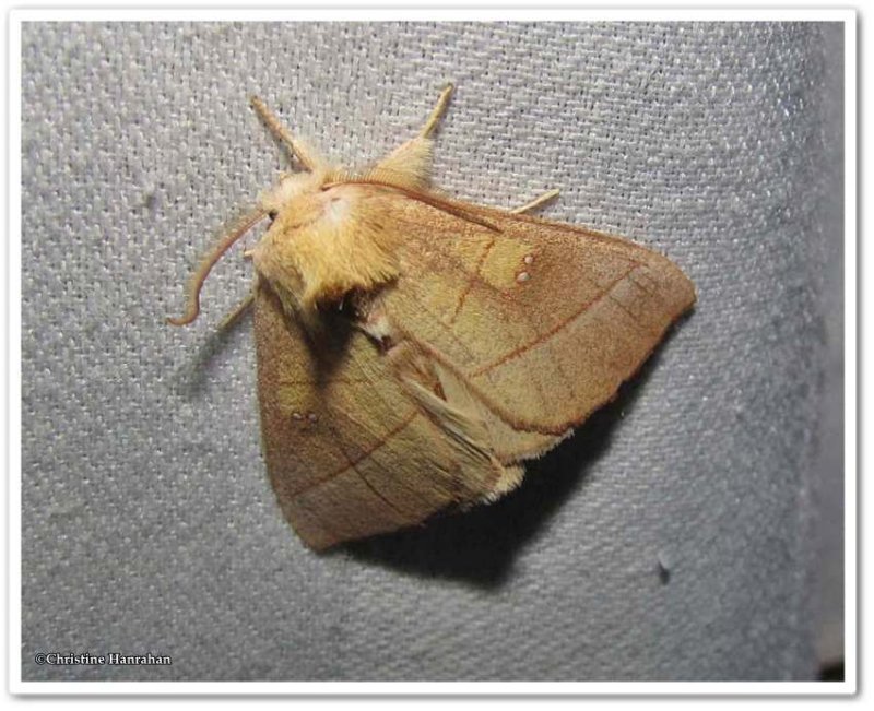 White-dotted prominent (Nadata gibbosa), # 7915