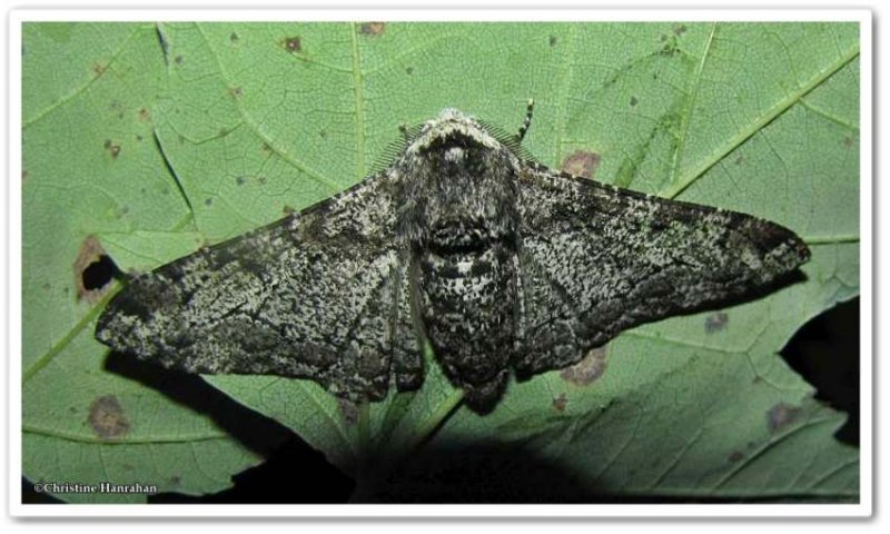 Pepper-and-salt geometer moth, male  (Biston betularia), male, #6640