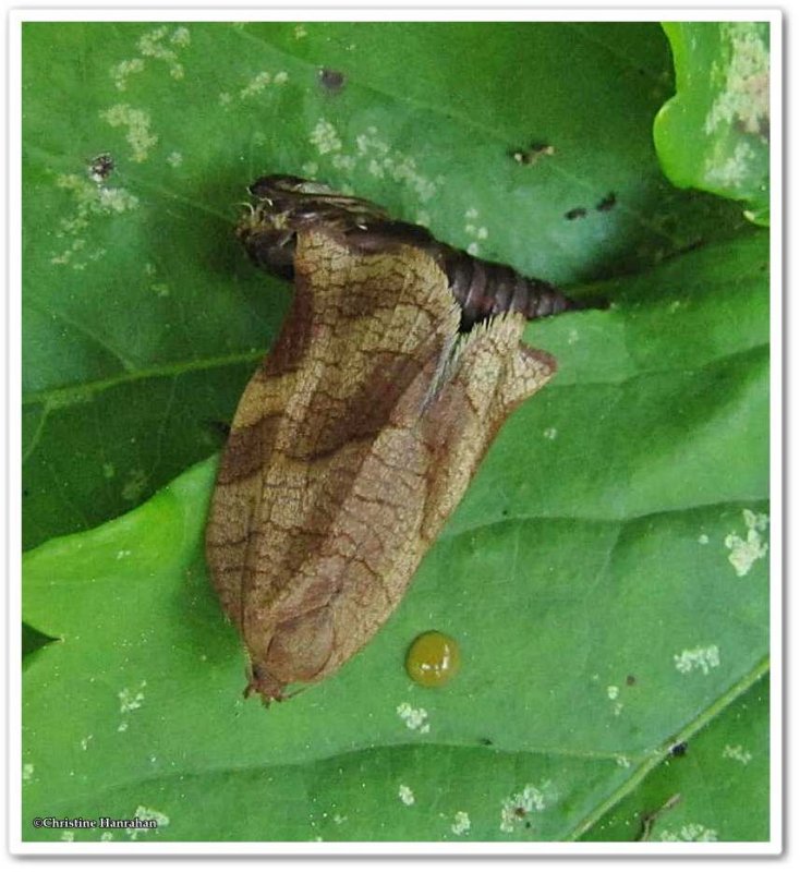 Oblique-banded leafroller (Choristoneura rosaceana), #3635