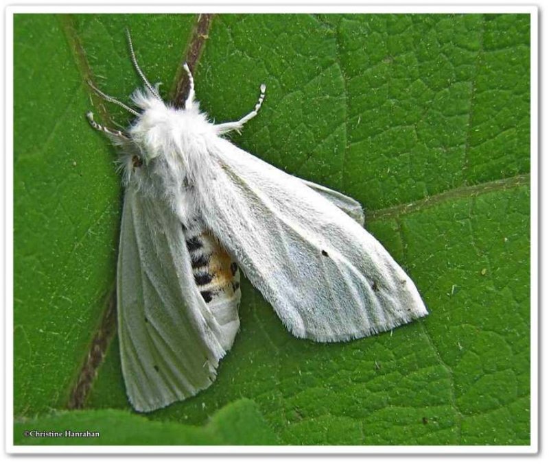 Virginian tiger moth (Spilosoma virginica)  #8137