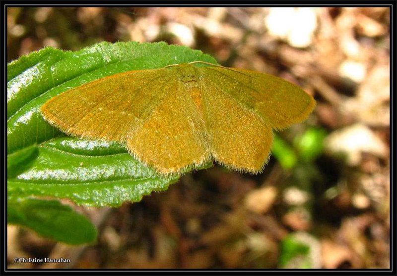 Pistachio emerald  moth (Hethemia pistasciaria), #7084