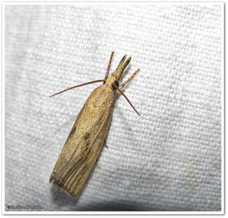 Possibly, Lesser vagabond sod webworm moth  (Agriphila ruricolellus), #5399