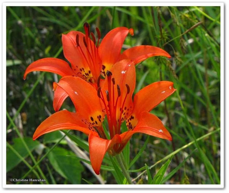 Lily, wood  (Lilium philadelphicum)