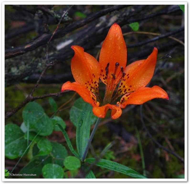 Lilly, wood (Lilium philadelphicum)