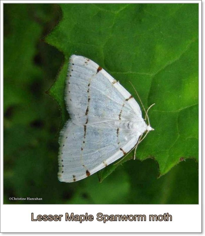 Lesser maple spanworm moth (Speranza pustularia), #6273