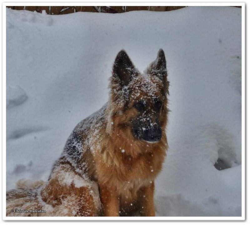 Snowy Sasha