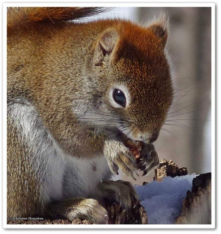 Red squirrel with treat