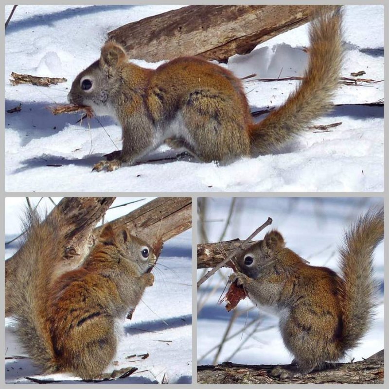 Red squirrel x 3