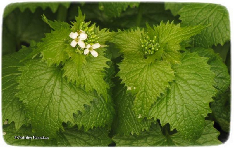 Garlic Mustard (Alliaria petiolata)
