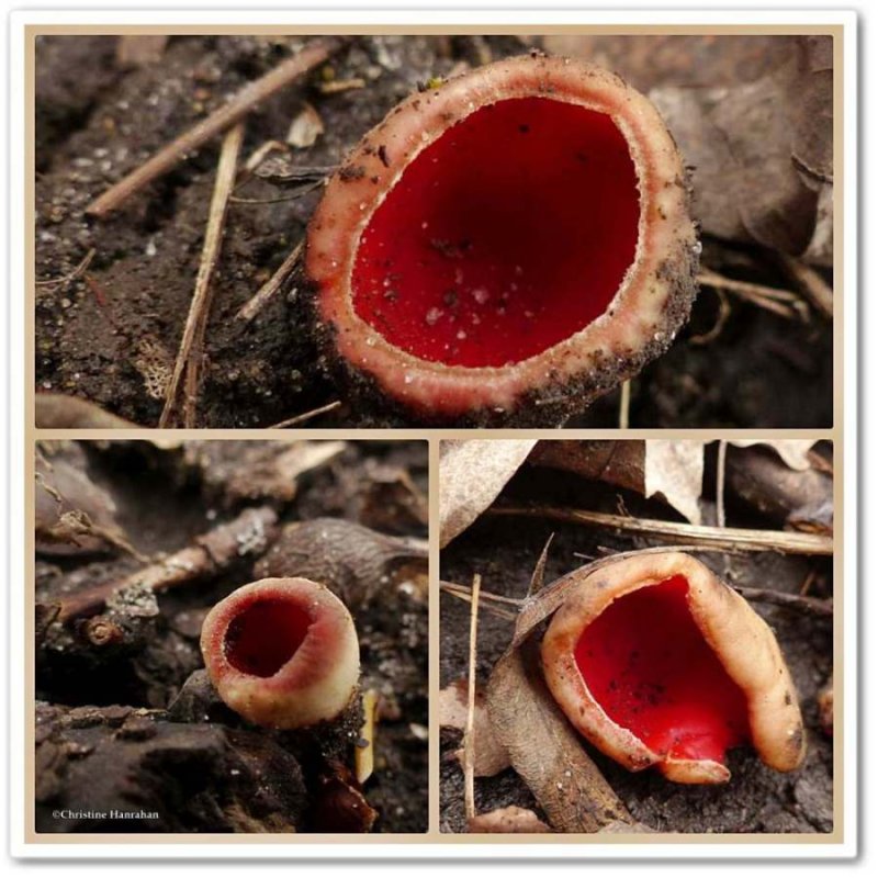Scarlet Cup fungi (Sarcosypha austriaca)