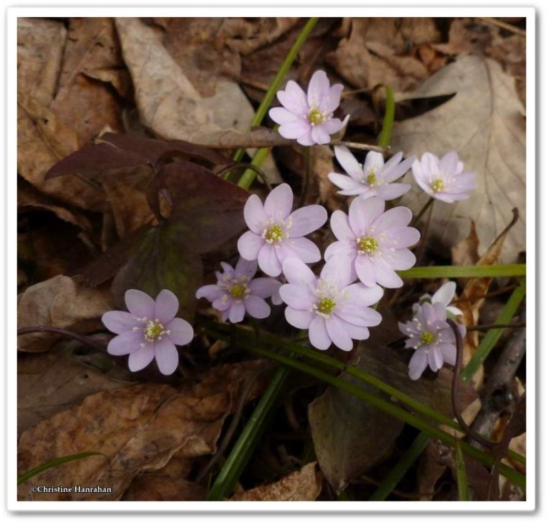 Sharp-lobed hepatica Anemone acutiloba