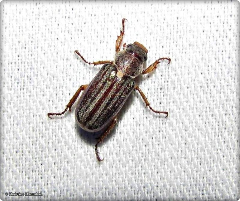 Scarab beetle (<em>Dichelonyx albicollis</em>)