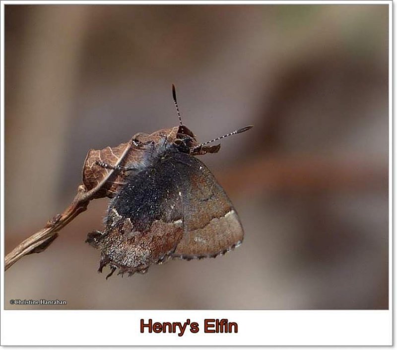 Henry's elfin  (Callophrys henrici)