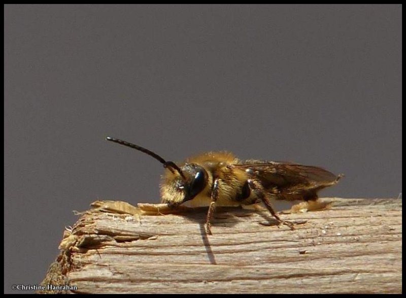 Andrenid bee (Andrena sp.)