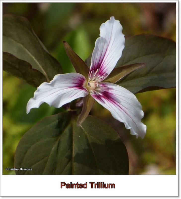 Trillium, painted  (Trillium undulatum)