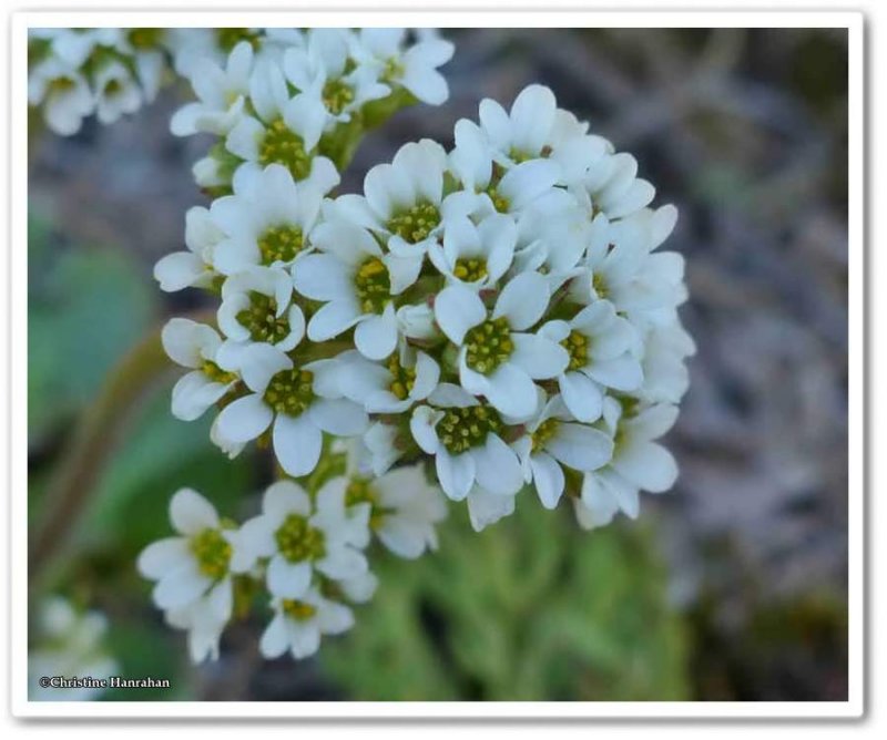 Saxifrage (Saxifraga virginiensis)