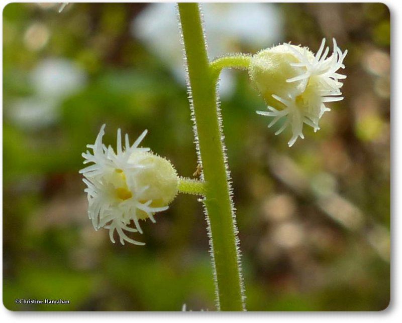 Mitrewort  (Mitella diphylla)