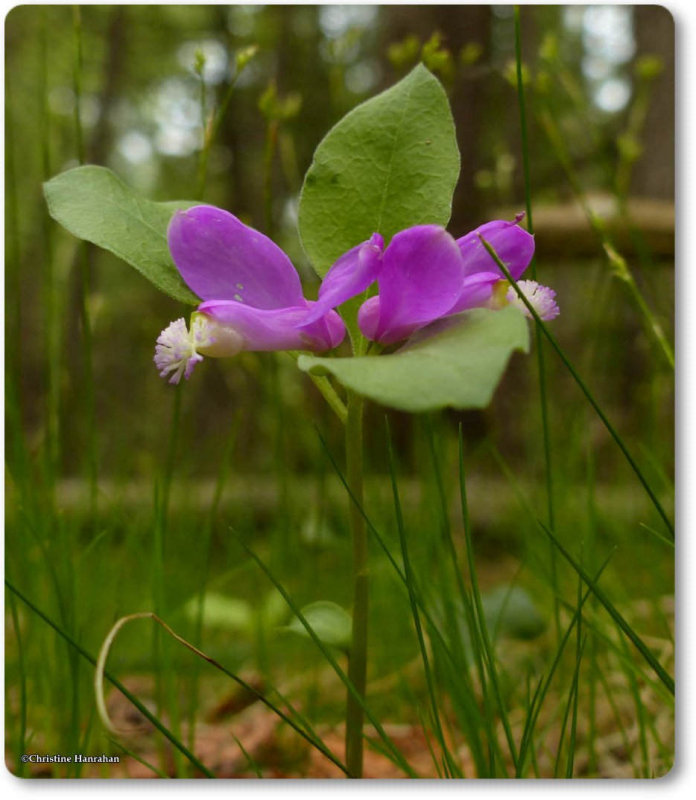 Gaywings (Polygala paucifolia)