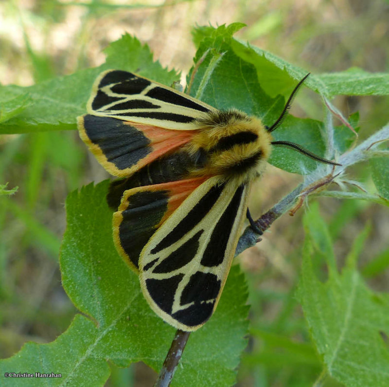 Nais tiger moth  (Apantesis nais), #8171