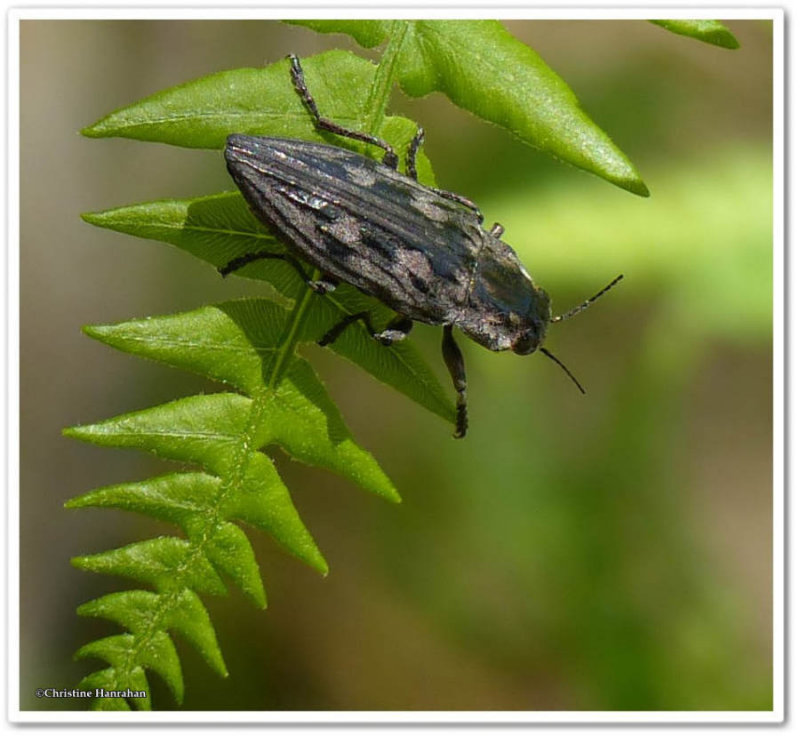 Metallic wood-boring beetle (Chalcophora virginiensis)