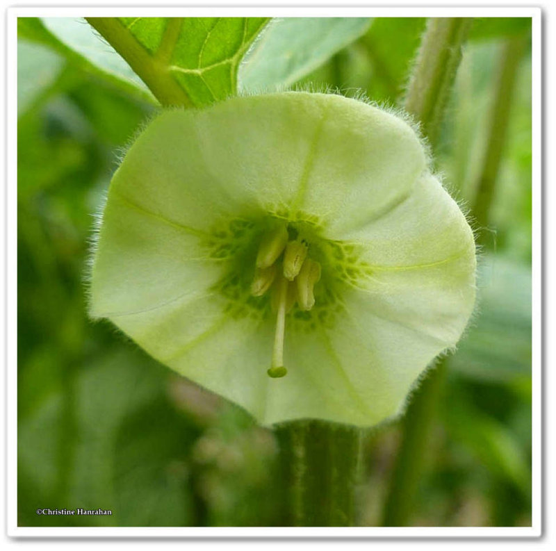 Physalis (Physalis alkekengi)