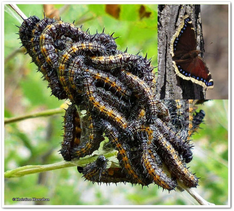 Mourning cloak butterfly larvae (Nymphalis antiopa)