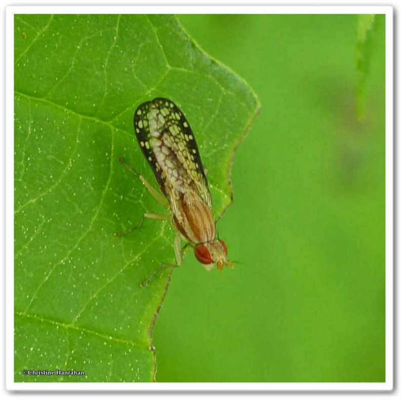Marsh fly (Trypetoptera canadensis)