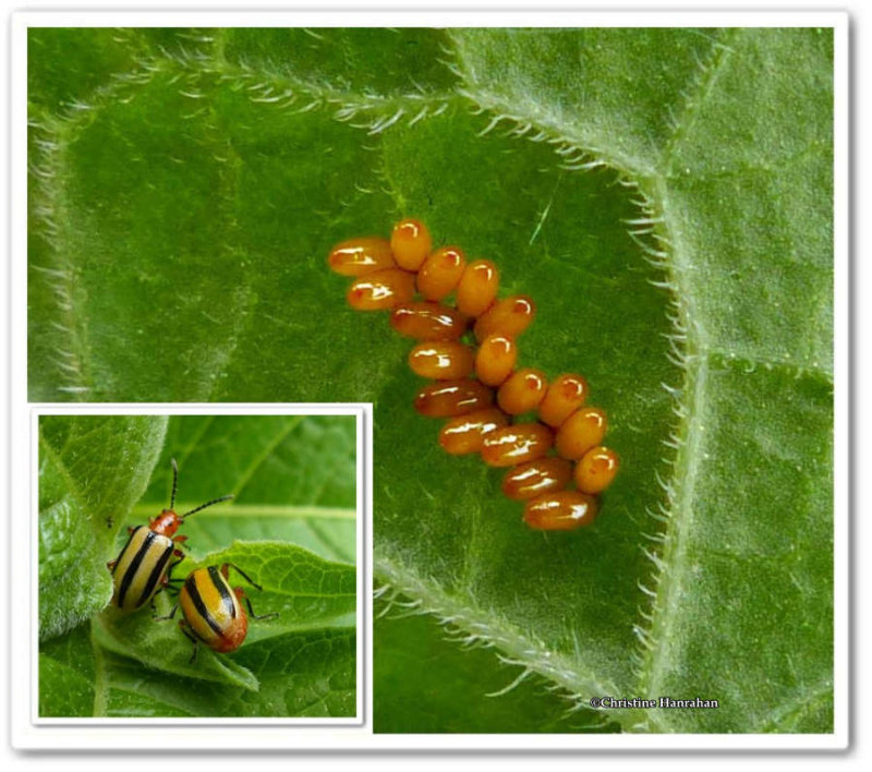 Three-lined beetle eggs (Lema daturaphila)