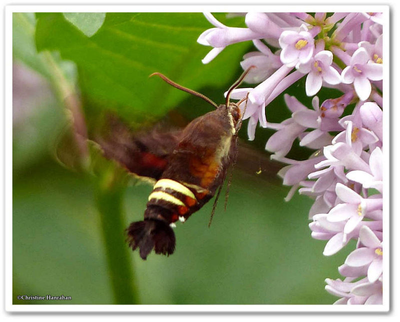 Nessus sphinx moth (Amphion foridensis), #7873