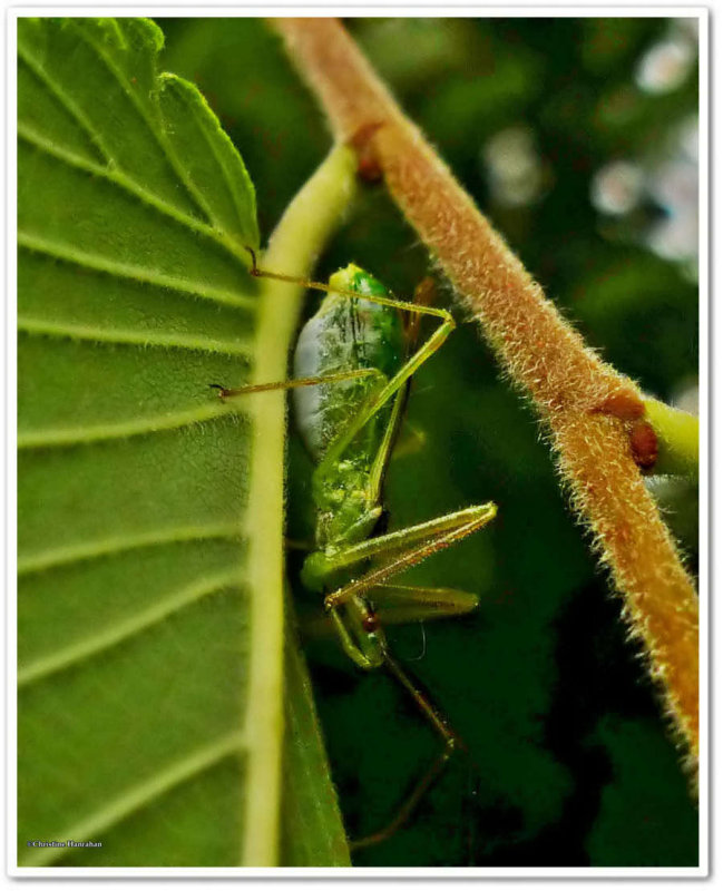 Pale green assassin bug(Zelus luridus), female