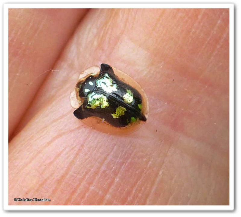 Mottled tortoise beetle (Deloyala guttata)