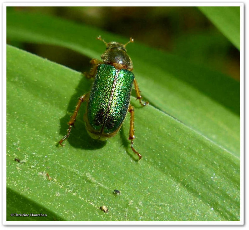 Scarab beetle (Dichelonyx canadesnis)