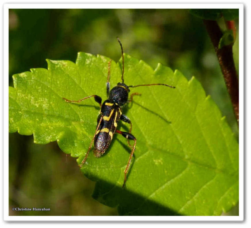 Flower longhorn beetle (Clytus ruricola)