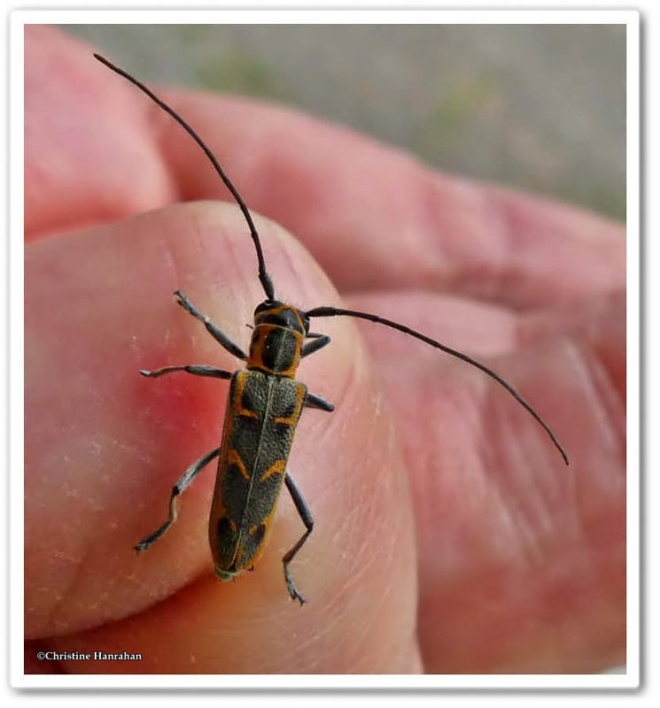 Elm borer longhorn beetle (Saperda tridentata)