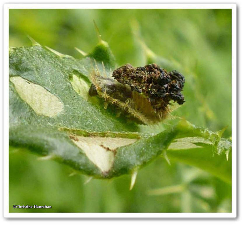 Green tortoise beetle larva (Cassida)