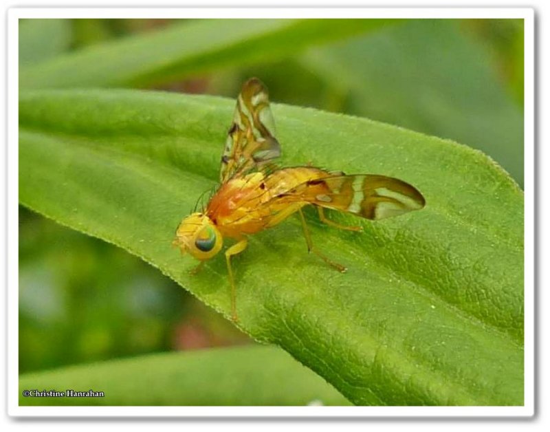 Fruit fly (Strauzia longipennis)
