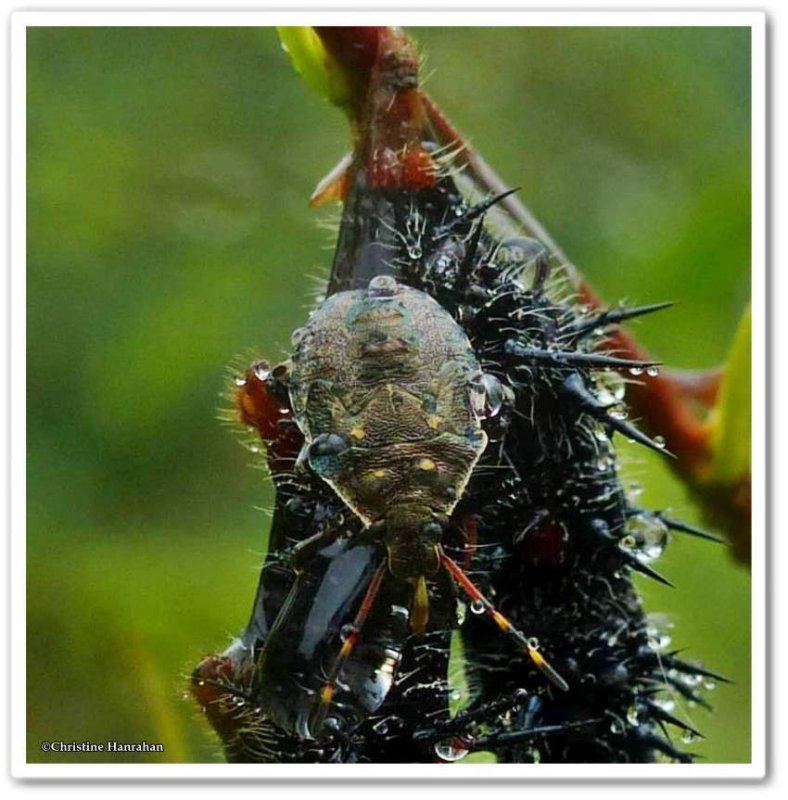 Predatory stink bug nymph with mourning cloak larva