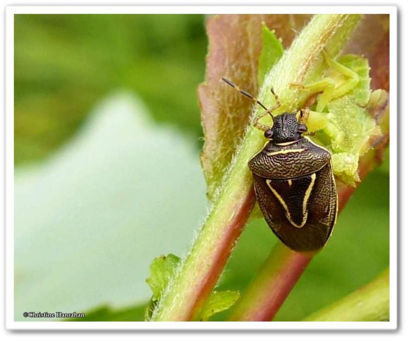 Stink bug (Mormidea lugens)