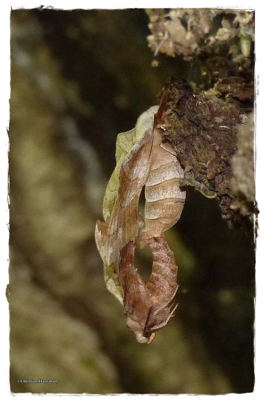 Walnut sphinx moth, mating pair (Amorpha juglandis), #7827