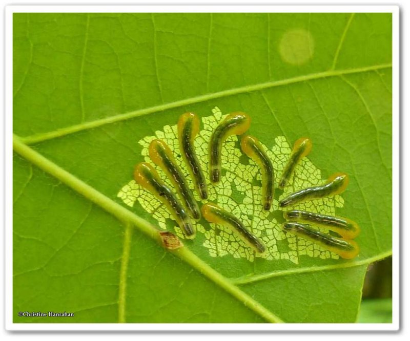 Sawfly larvae (Caliroa obsoleta)