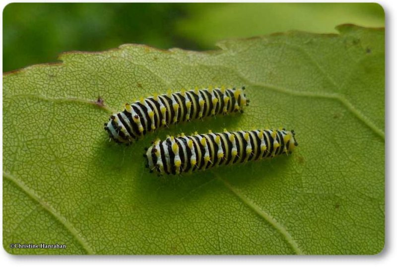 Promethea Moth caterpillars (Callosamia promethea), #7764