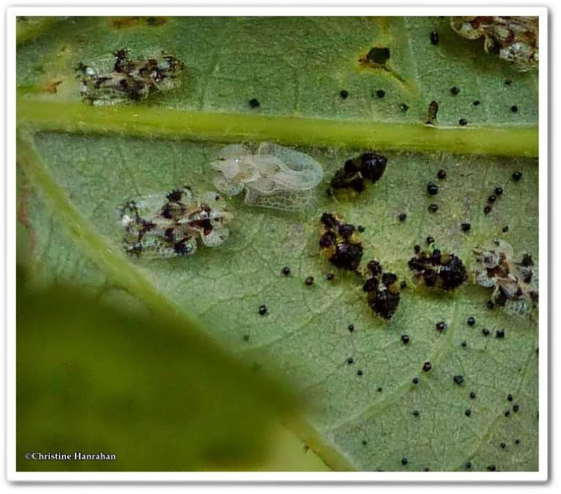 Lace bugs (Corythucha)